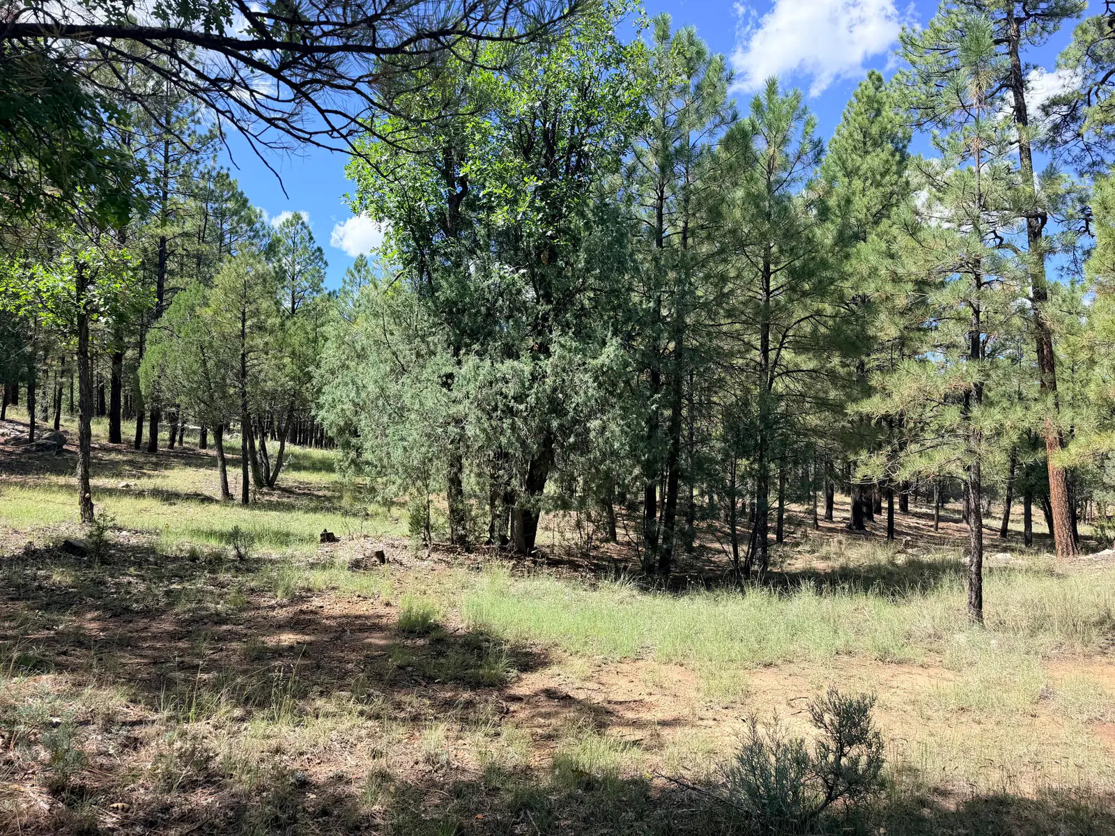 5163 STARLIGHT Drive, Happy Jack, AZ 86024 — Photo 1 of 6