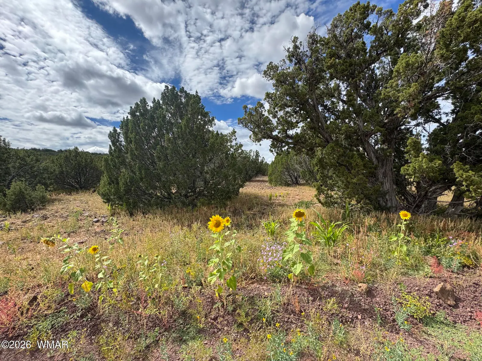 33 County Road 8230, Concho, AZ 85924 — Photo 1 of 6