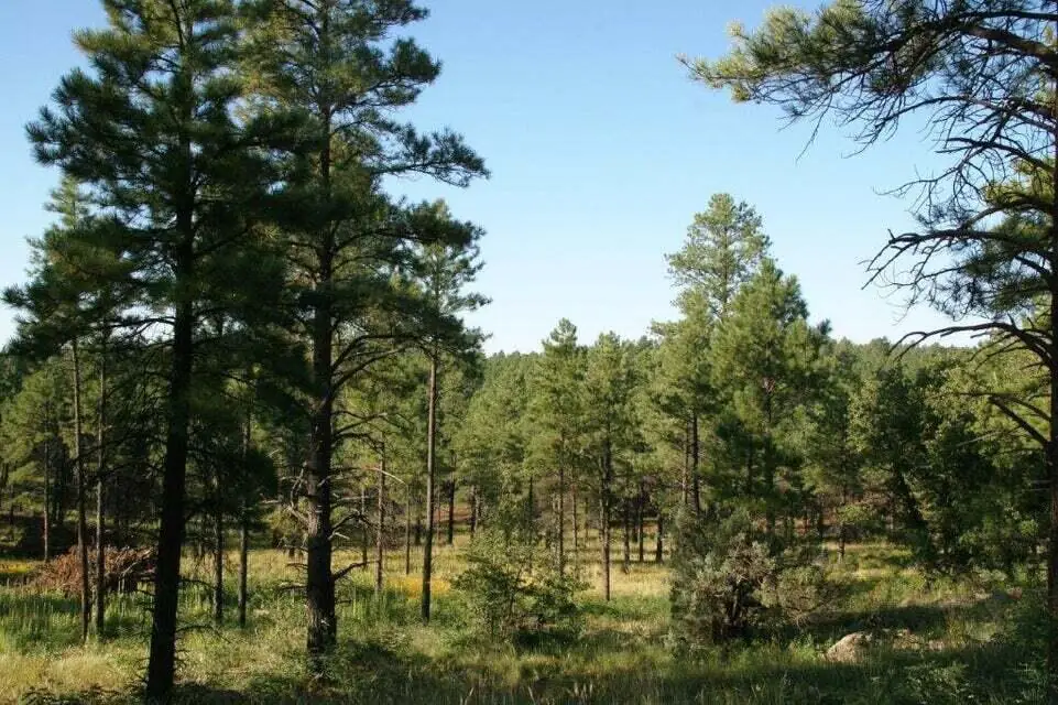 7337 Forest Service Rd 122, Happy Jack, AZ 86024 — Photo 1 of 10
