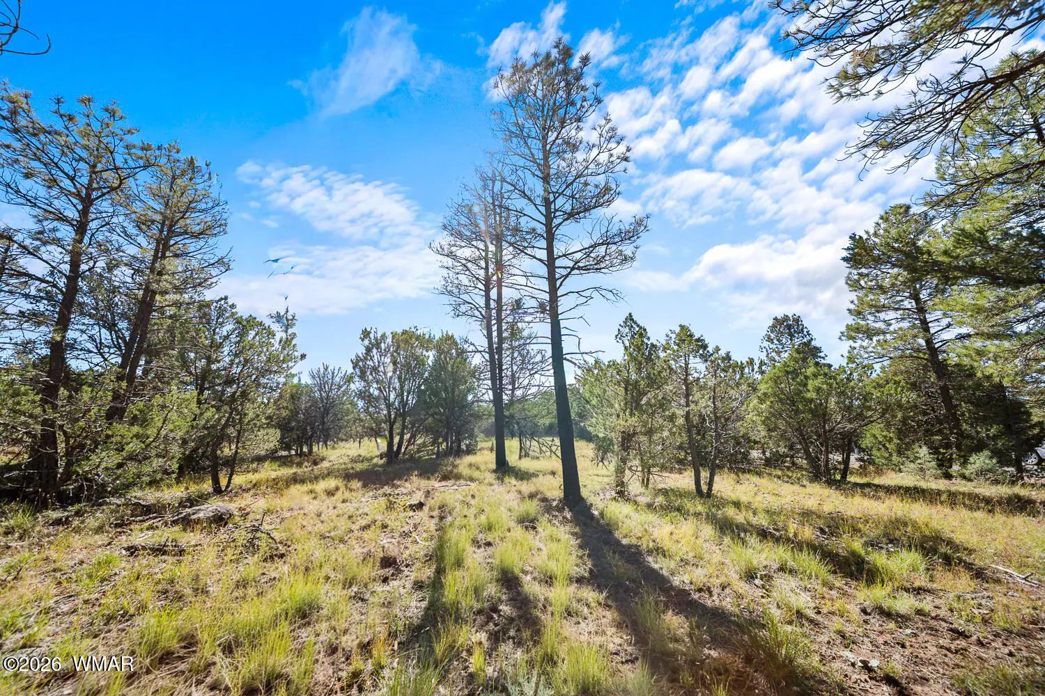 5459 Gray Wolf Drive, Lakeside, AZ 85929, photo 6 of 14