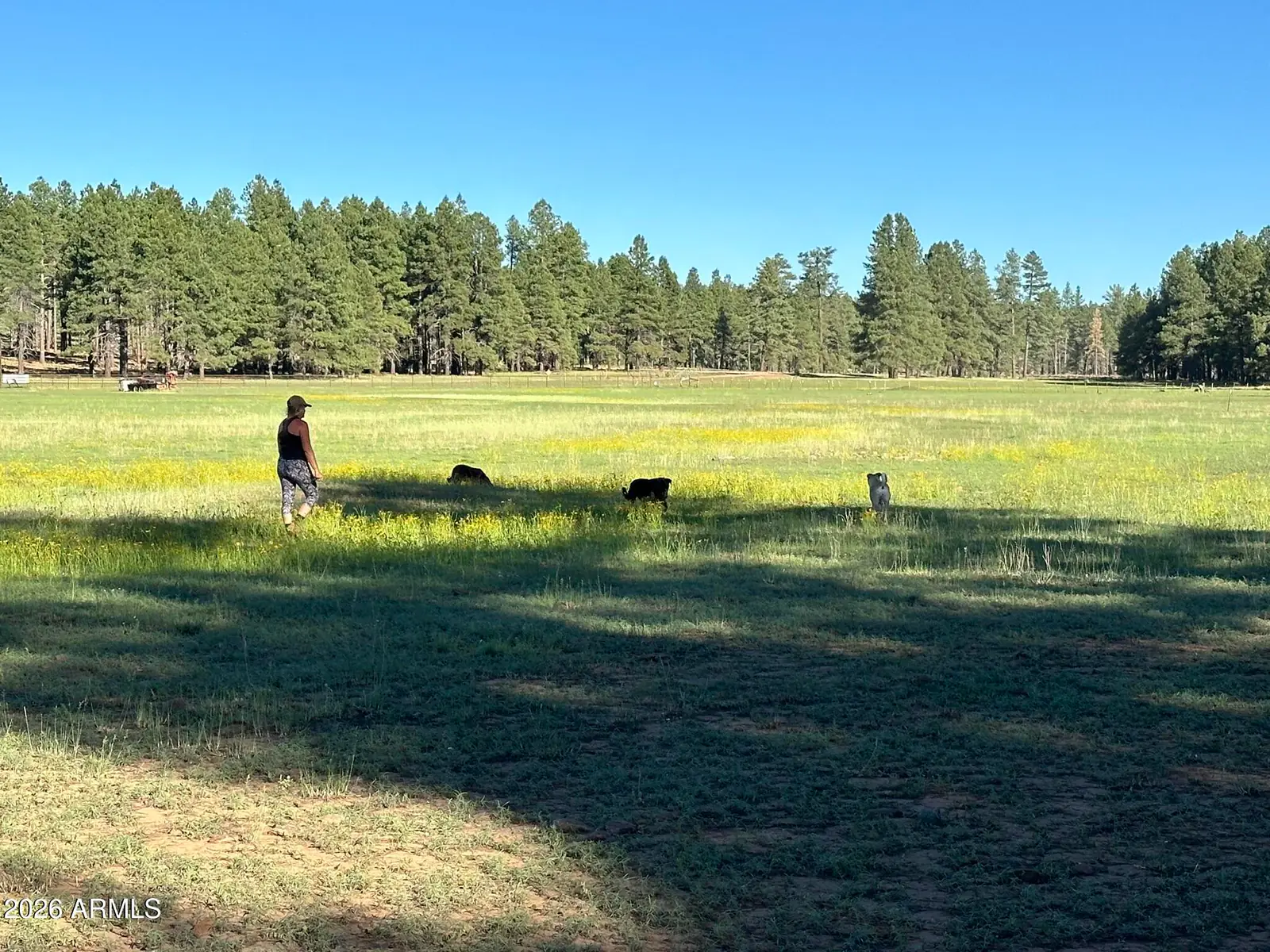 XXXX E FSR 700 and FSR 78 2, Flagstaff, AZ 86005, photo 5 of 13