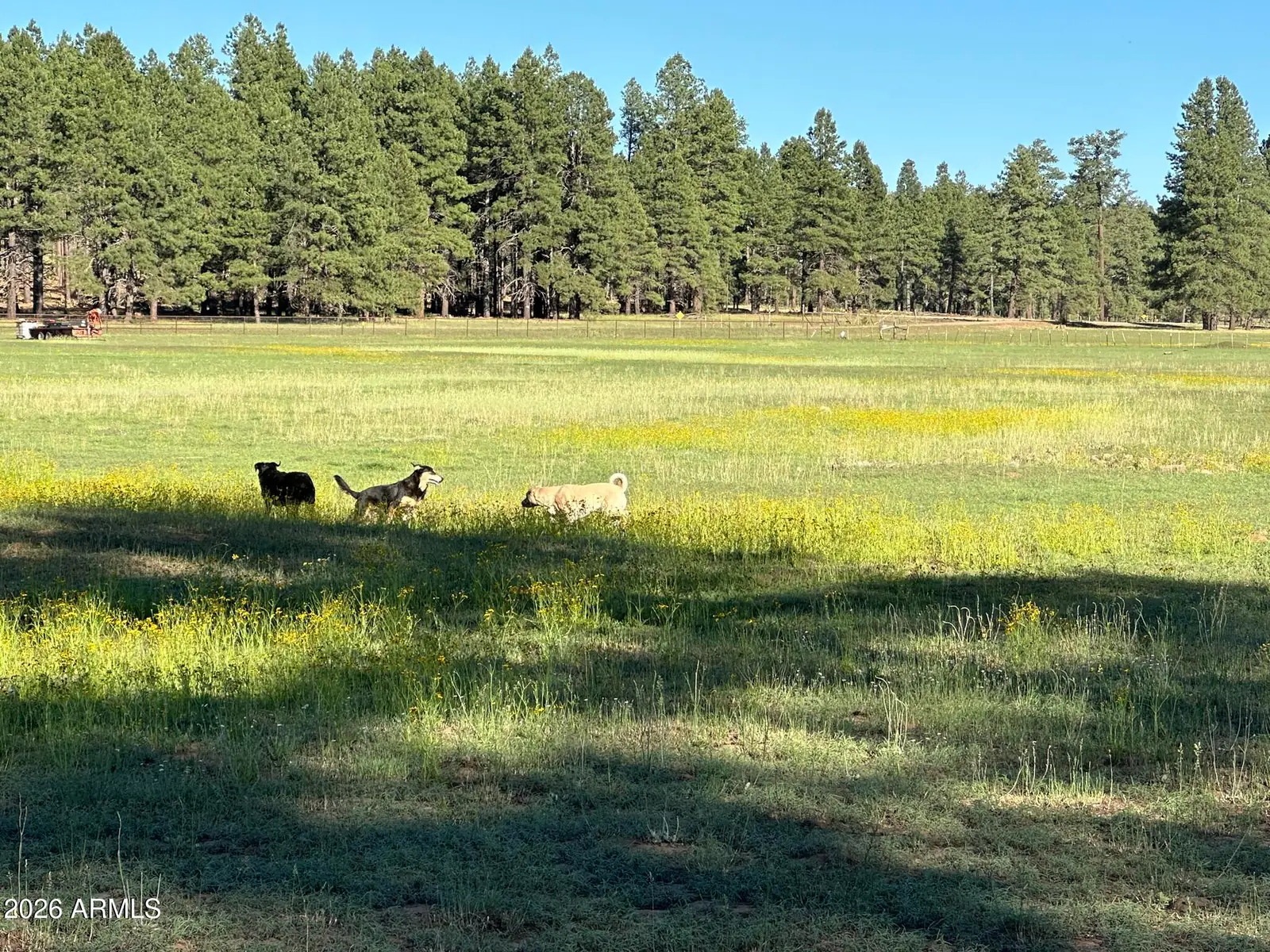 XXXX E FSR 700 and FSR 78 2, Flagstaff, AZ 86005, photo 6 of 13