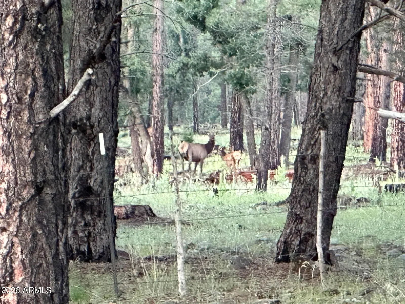 XXXX E FSR 700 and FSR 78 2, Flagstaff, AZ 86005, photo 9 of 13