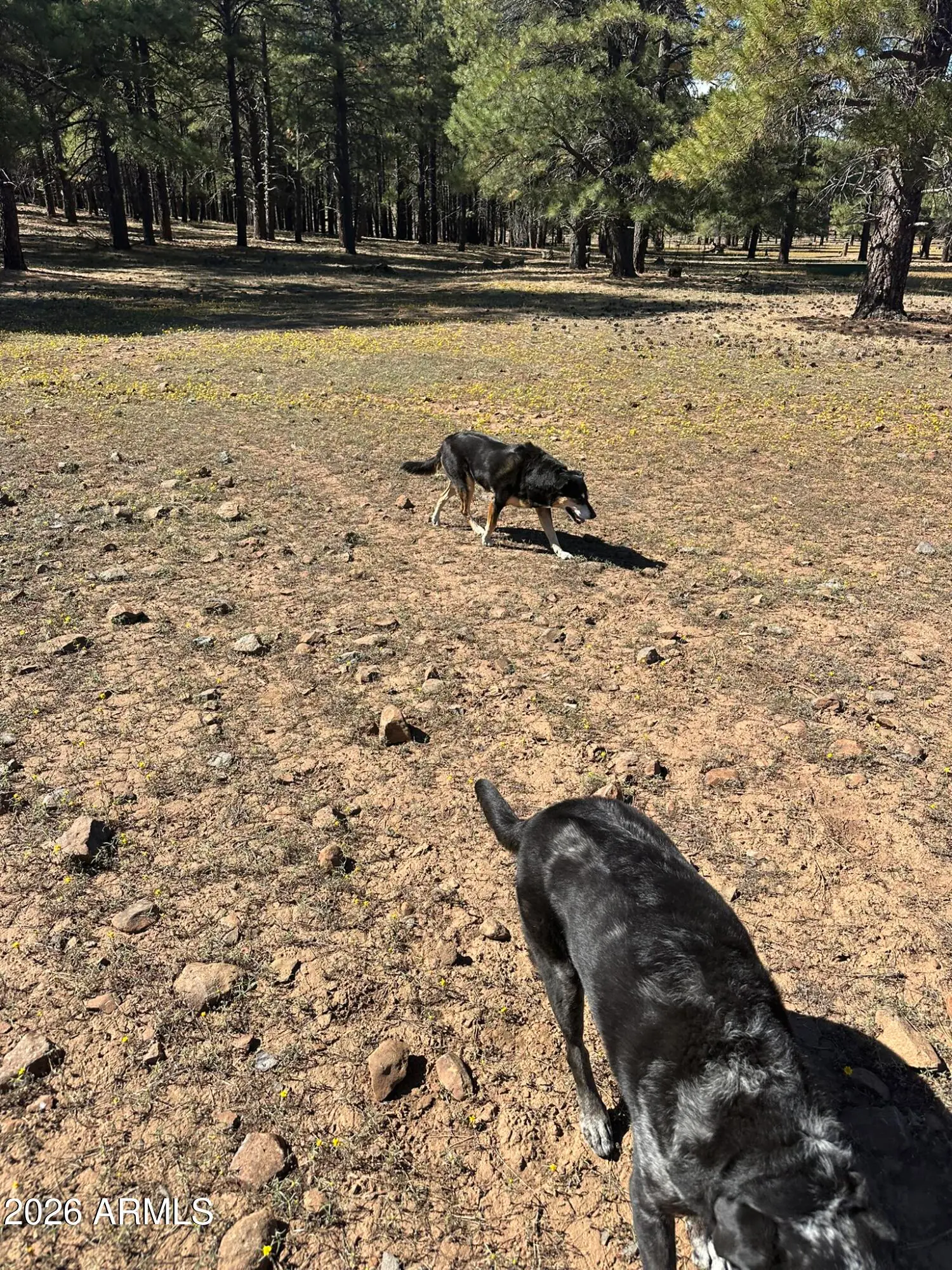 XXXX E FSR 700 and FSR 78 2, Flagstaff, AZ 86005, photo 12 of 13